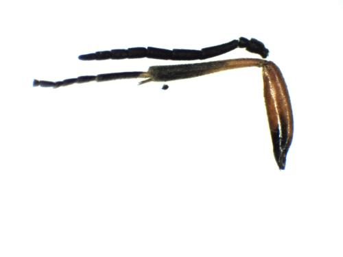 Allantus melanarius